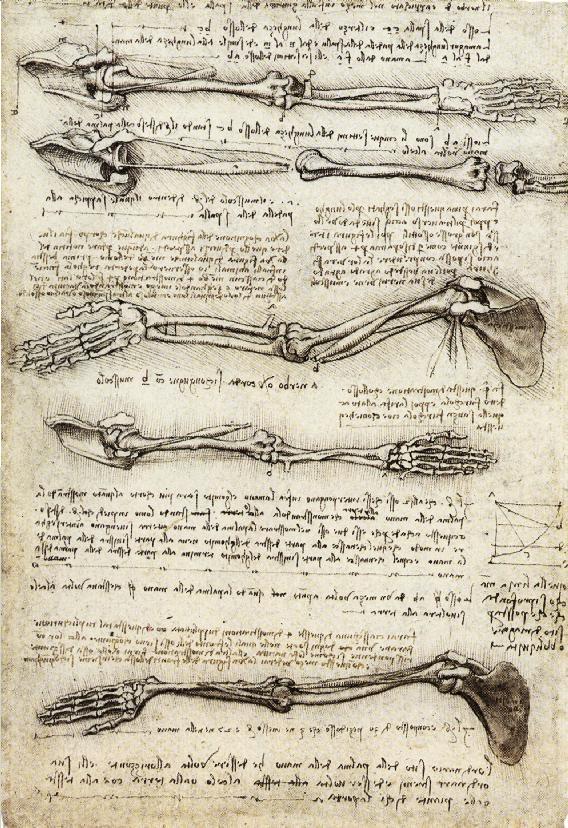 插图 86 达·芬奇研究人体骨骼结构