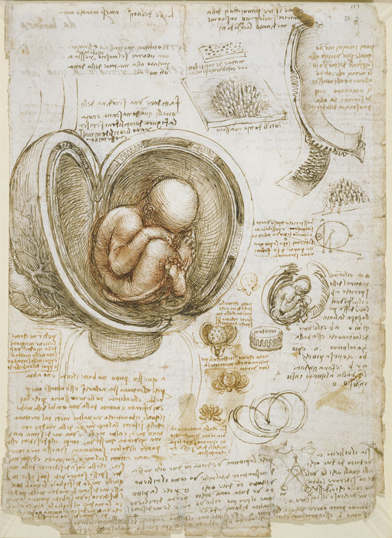 插图 91 达·芬奇研究子宫中的胎儿